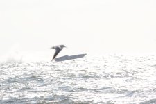 IMG_7685.JPG