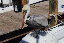 IMG_9721.JPG
