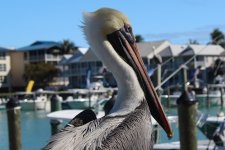 IMG_9723.JPG