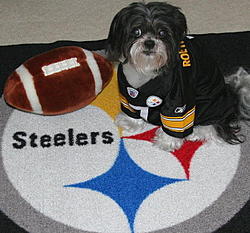 go steelers buddy_1.jpg