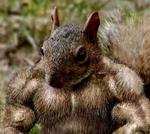 muscle-squirrel.jpg