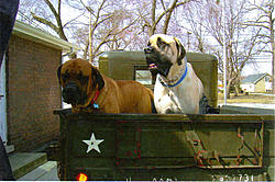 m37.dog3.jpg