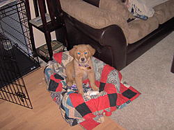 Puppy in the basket 002.jpg