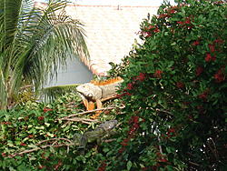 iguana in tree.jpg