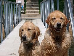Wet Dogs.jpg