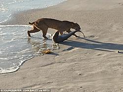 Click image for larger version. 

Name:	Bobcat catches shark.jpg 
Views:	2 
Size:	70.3 KB 
ID:	79866