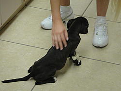 puppy 025.jpg