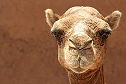 Click image for larger version. 

Name:	3890549-camel-head.jpg 
Views:	0 
Size:	15.7 KB 
ID:	86567