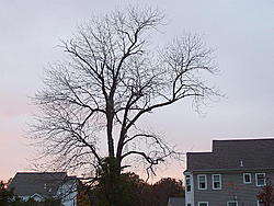 Foliage '05 013.jpg