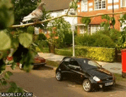 Click image for larger version. 

Name:	Bird_268292_1080728.gif 
Views:	0 
Size:	543.1 KB 
ID:	79524