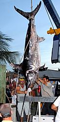 Click image for larger version. 

Name:	Swordfish In Keys April 2012.jpg 
Views:	5 
Size:	51.3 KB 
ID:	73292